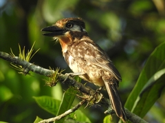 Hypnelus ruficollis