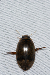 Thermonectus nigrofasciatus