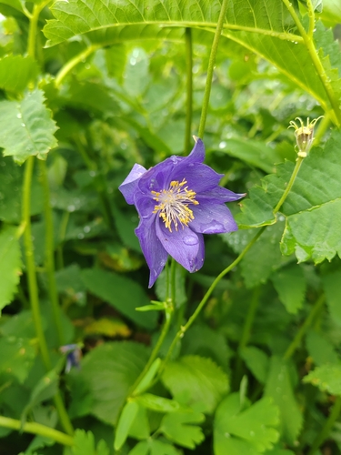 Aquilegia glandulosa, photograph 6