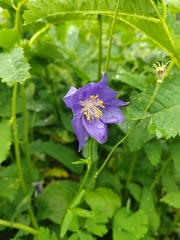 Aquilegia glandulosa, photograph (c) Ульяна Ярцева, some rights reserved (CC BY)