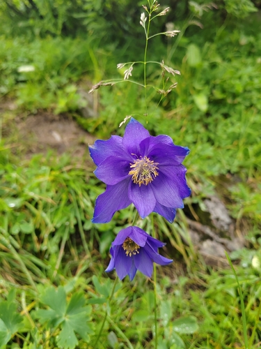 Aquilegia glandulosa, photograph 5