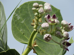 Calotropis procera