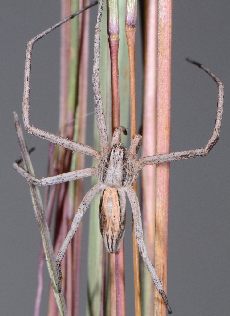 Philodromus partitus