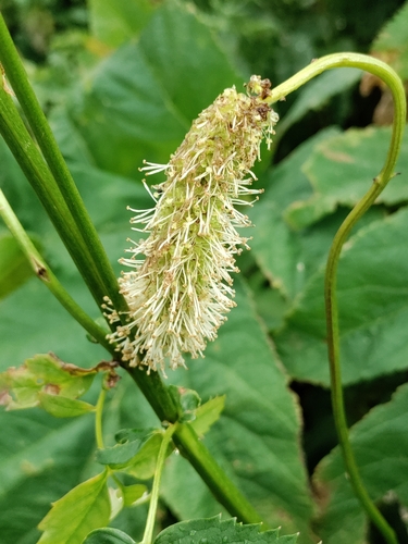 Sanguisorba alpina, photograph 2