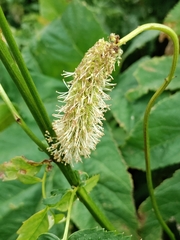 Sanguisorba alpina, photograph (c) Павел, some rights reserved (CC BY)