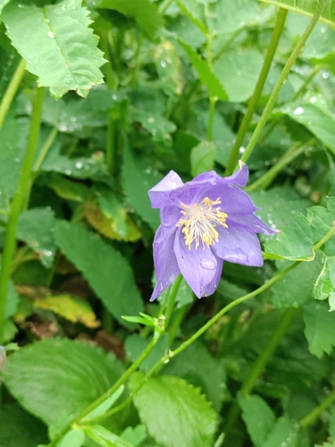 Aquilegia glandulosa, photograph 3
