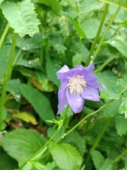Aquilegia glandulosa, photograph (c) Павел, some rights reserved (CC BY)