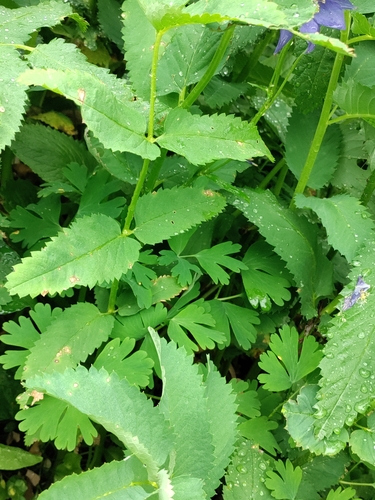 Aquilegia glandulosa, photograph 4