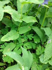 Aquilegia glandulosa, photograph (c) Павел, some rights reserved (CC BY)