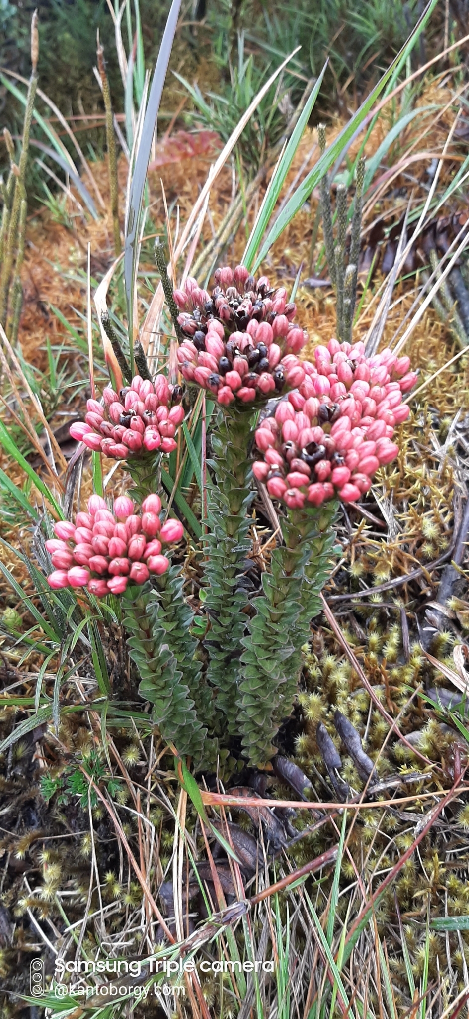 Gentianella image