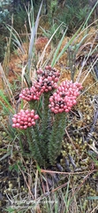 Gentianella fastigiata