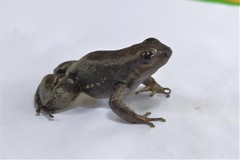 Rheobates pseudopalmatus