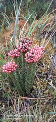 Gentianella fastigiata