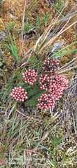 Gentianella fastigiata