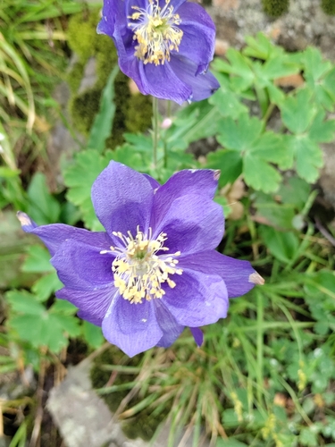Altai Columbine (Aquilegia glandulosa)