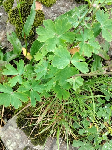 Aquilegia glandulosa, photograph 2