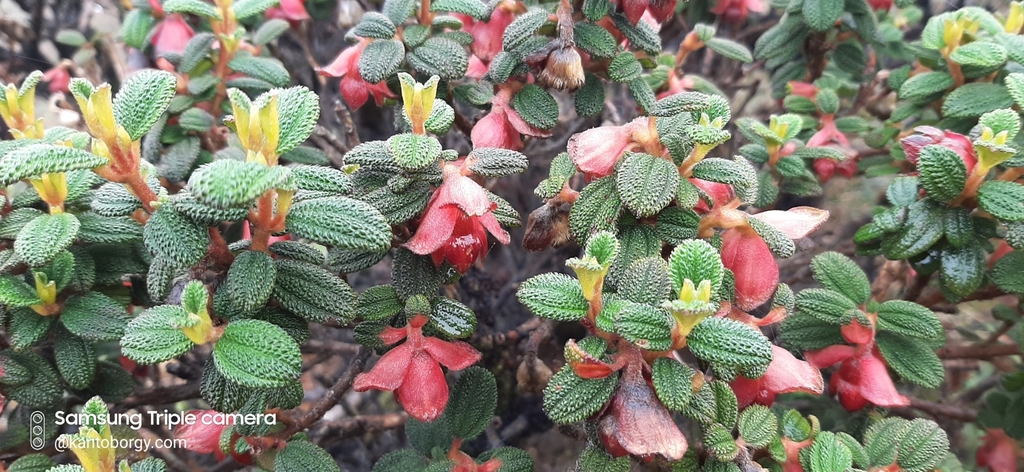 Brachyotum campii