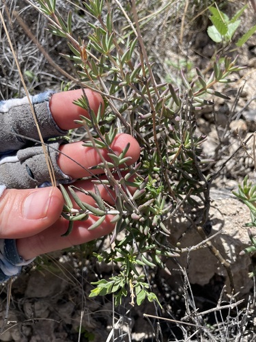 Arroyo Fameflower (Talinopsis frutescens)