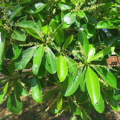 Terminalia microcarpa
