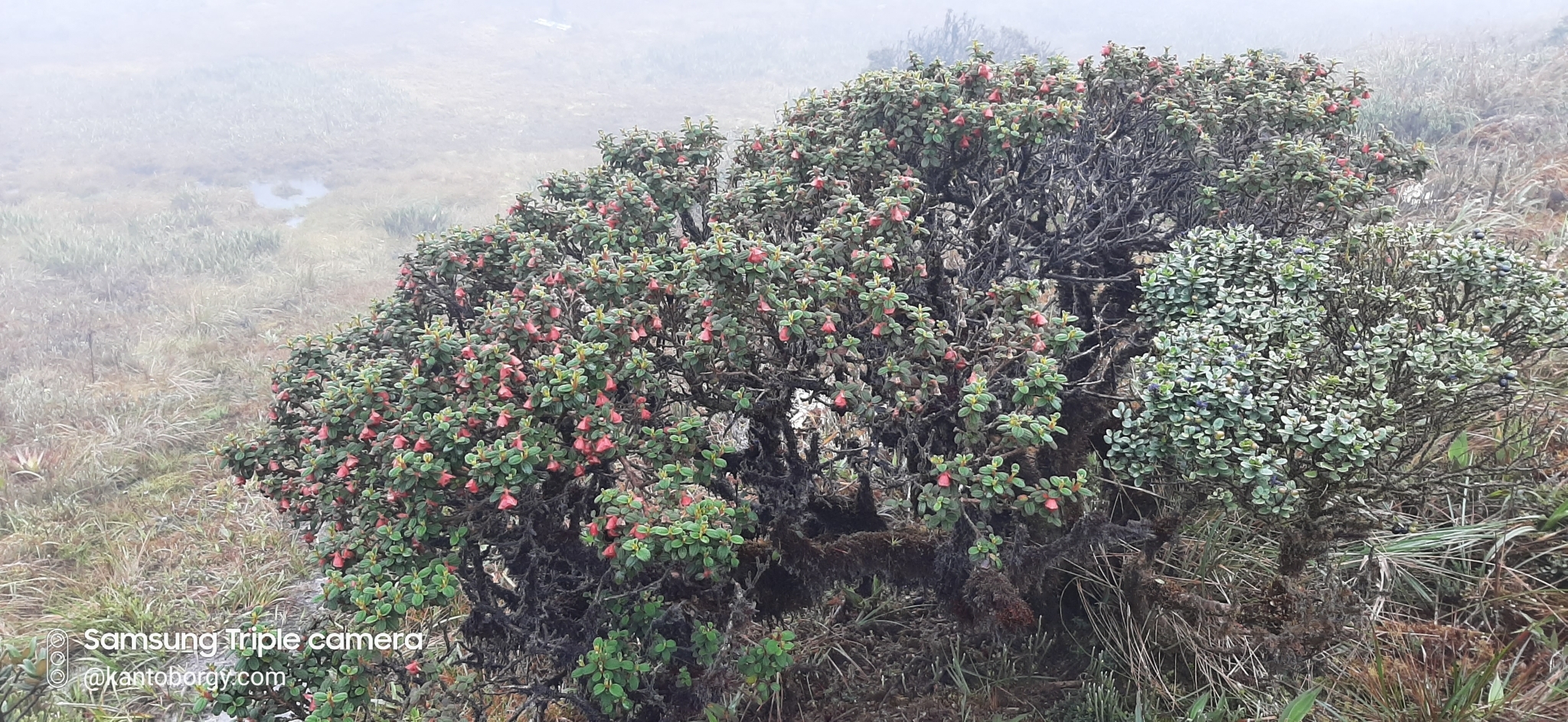 Brachyotum campii image