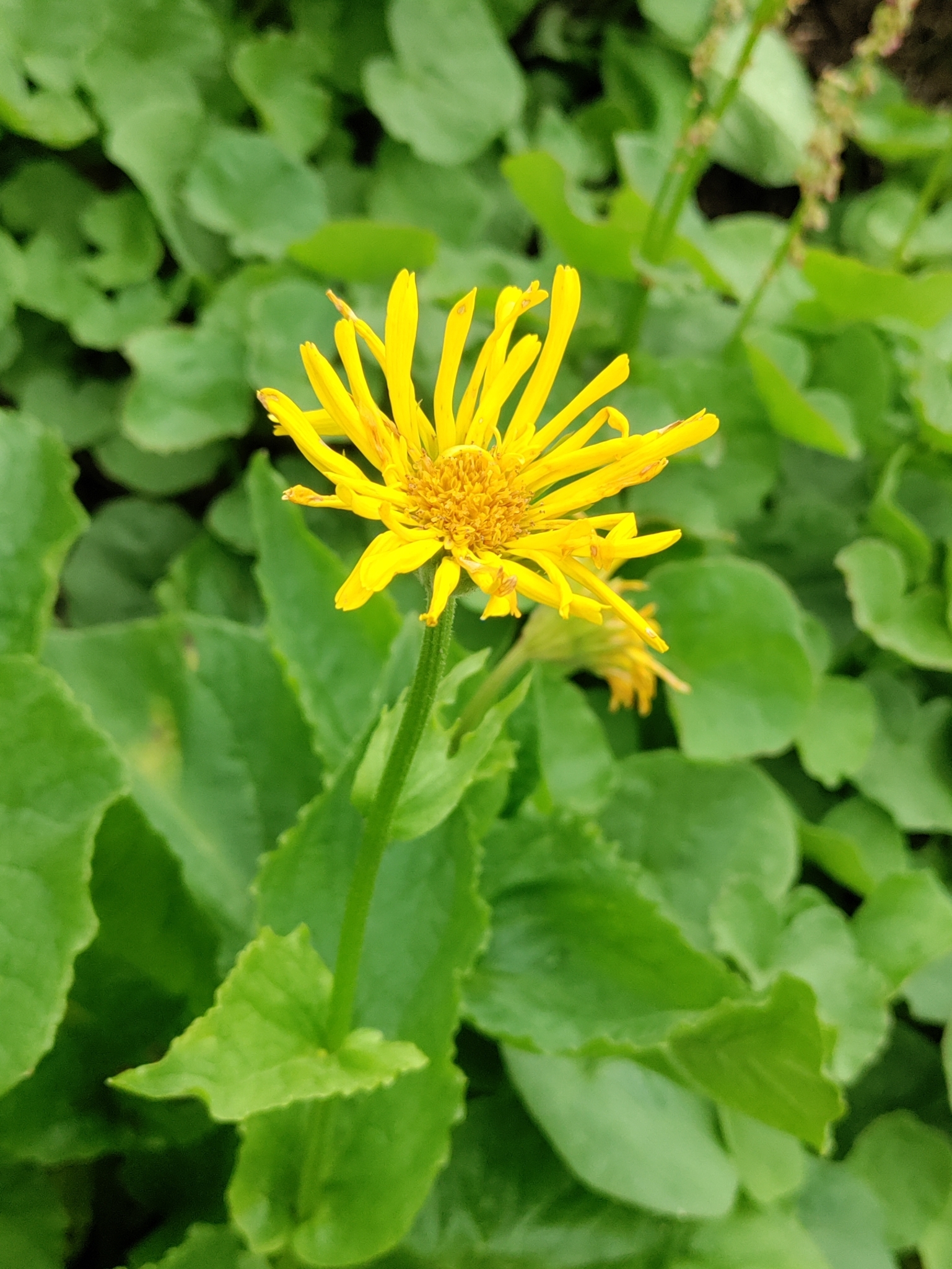 Doronicum altaicum