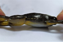 Rheobates pseudopalmatus