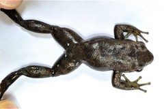 Rheobates pseudopalmatus