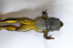 Rheobates pseudopalmatus