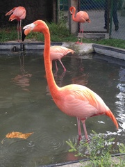 Phoenicopterus
