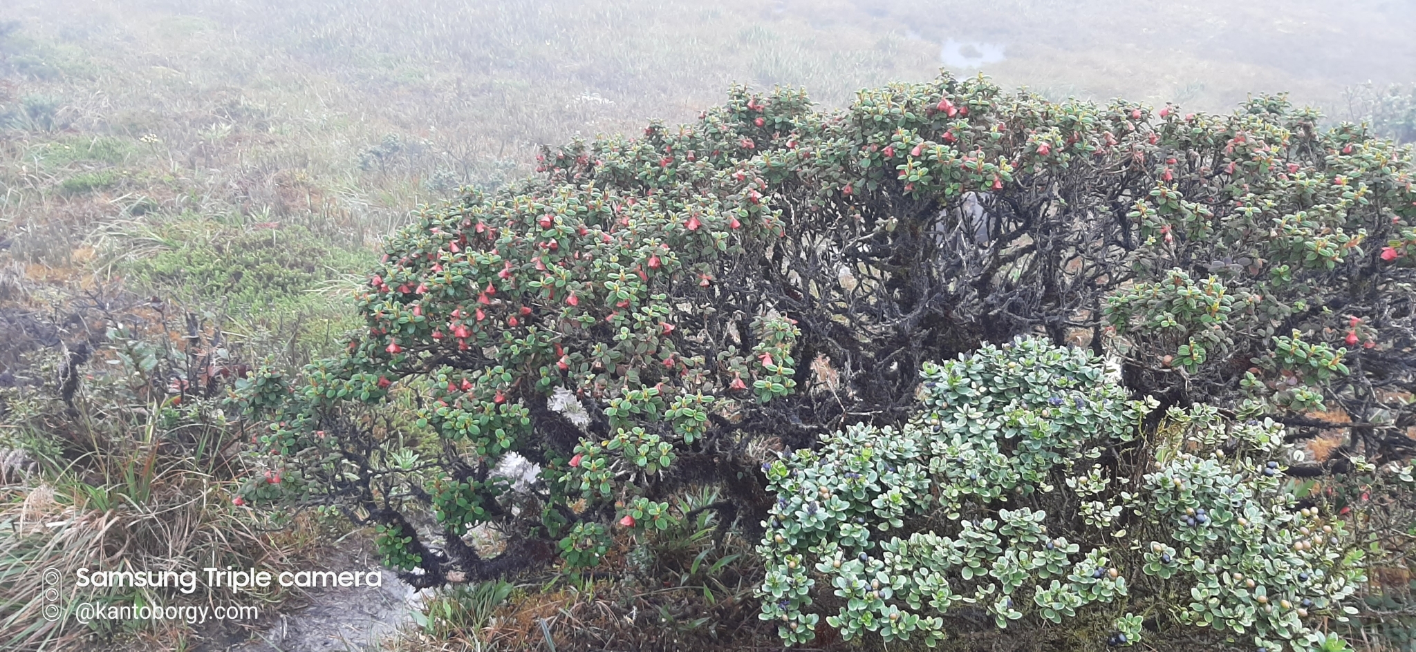 Brachyotum image