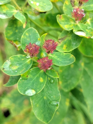 Hairy Spurge (Euphorbia pilosa)