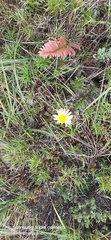 Dorobaea