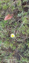Dorobaea