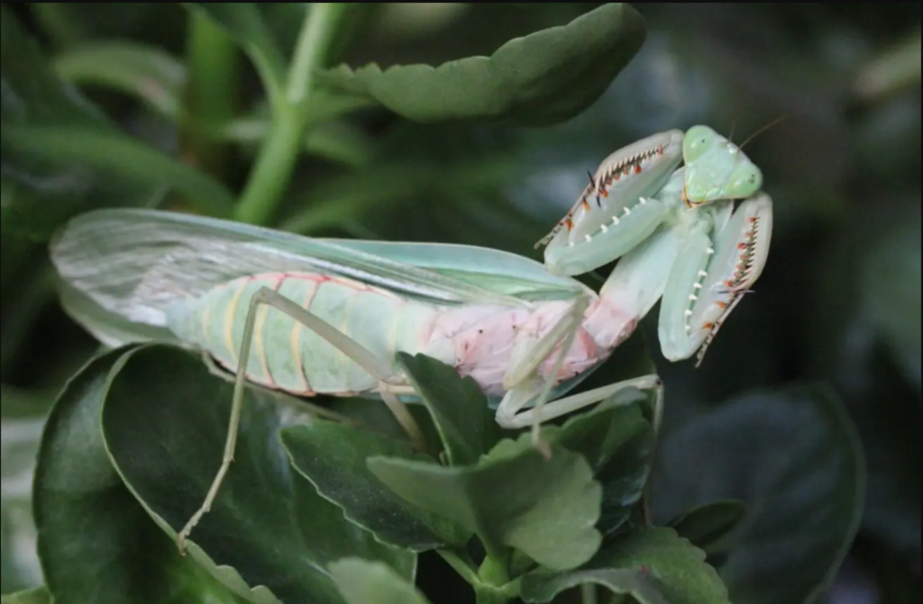 Hierodula latipennis