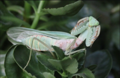 Hierodula latipennis