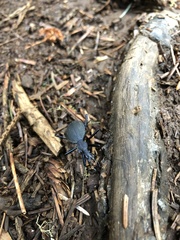 Scaphinotus angusticollis