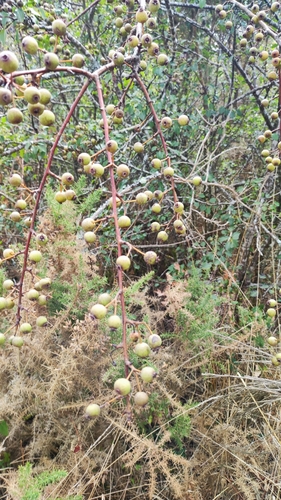 Plymouth pear (Pyrus cordata)