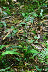 Calanthe calanthoides