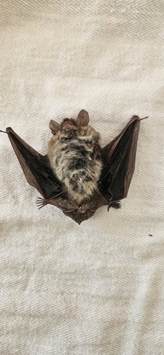 Natterer's Bat