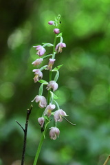 Calanthe calanthoides