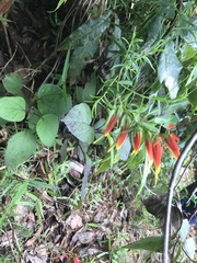 Castilleja integrifolia