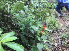 Castilleja integrifolia
