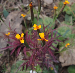 Tagetes subulata