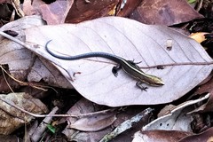 Pholidobolus vertebralis