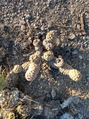 Tephrocactus articulatus