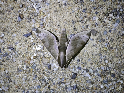 Acosmerycoides harterti