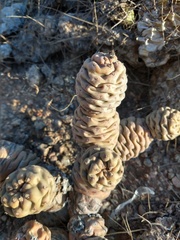 Tephrocactus articulatus