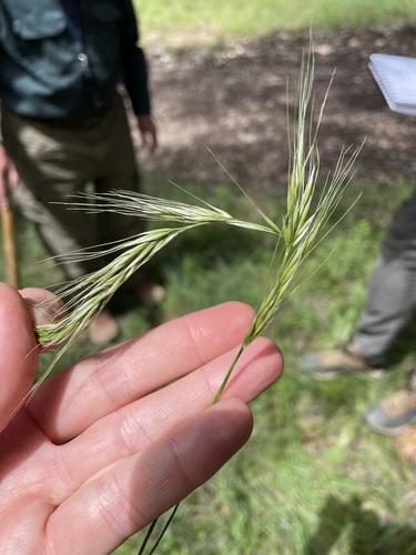 Longleaf Squirreltail (Elymus longifolius)