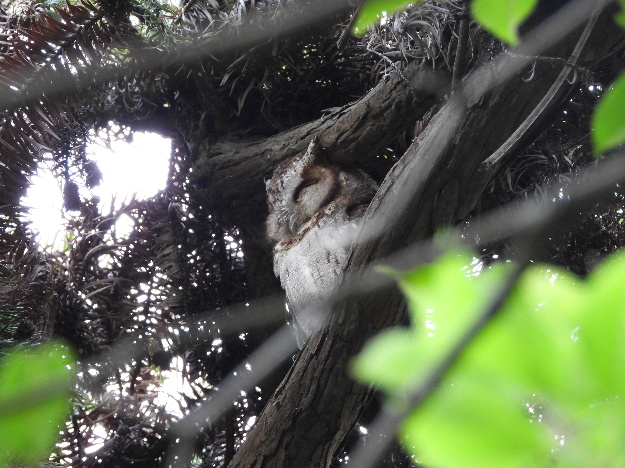 Collared Scops Owl