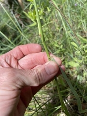 Elymus longifolius